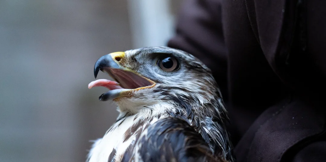 8,3 Milliounen Euro fir d'Diddelenger Fleegestatioun | © Morgane Weidig