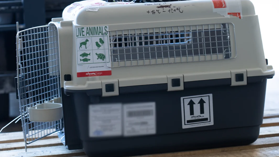 D‘ALVA warnt virun der Maul- a Klauenseuche | © Morgane Weidig