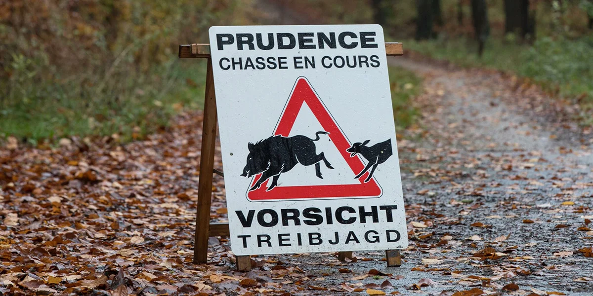 Afrikanesch Schwéngspescht: De Risiko ass weider grouss