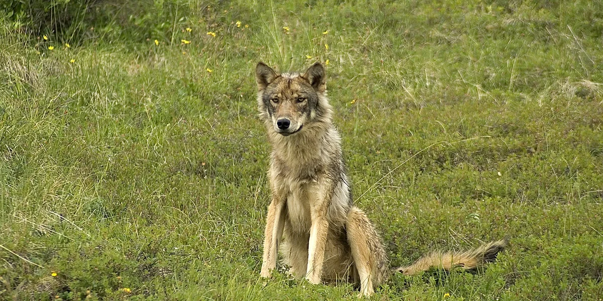 Naturverwaltung confirméiert: Et war e Wollef  | © Bigstock / Alex Gleitz