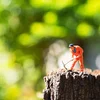 Wat bréngt dat reforméiert Naturschutzgesetz?