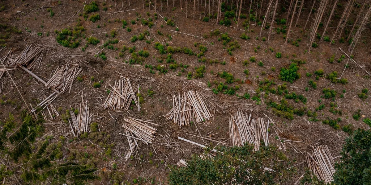 Ëmwelt-ONGe fuerderen d‘Regierung op, sech un EU-Deforestatiounsdirektiv ze halen | © Adobe Stock