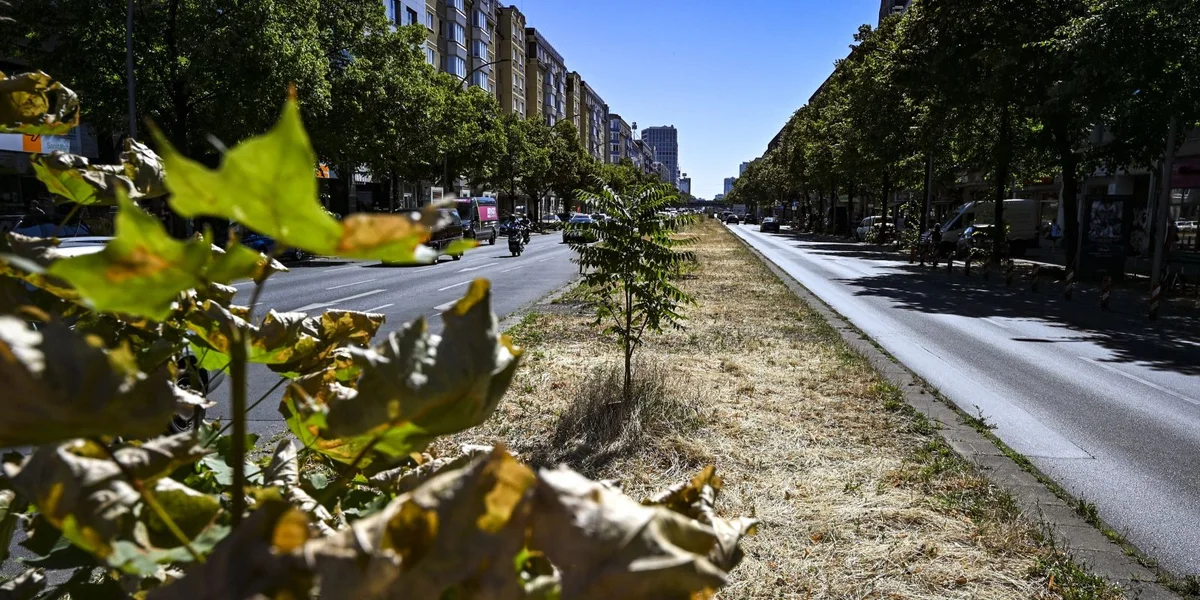 Op enger Plaz aus Steen a Makadamm sinn am Summer d'Temperaturen dacks erschreckend méi héich wéi ënner engem Prabbeli aus Beem. | © picture alliance/dpa | Jens Kalaene