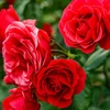D'Rousenzuucht zu Lëtzebuerg | © Adobe Stock
