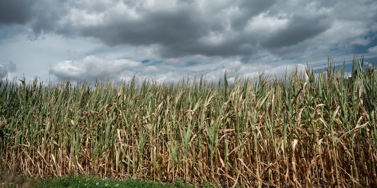 Agrarministesch: D'Canicule ass fir d'Landwirtschaft dramatesch, d'Erträg ginn erof | © picture alliance / CHROMORANGE | Gerd Harder