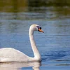 "Mein lieber Schwan" - Een Zitat aus "Lohengrin" vum Richard Wagner | © Pixabay