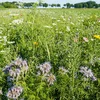 Biodiversitéit: vill schlecht an e puer gutt Noriichten | © Bigstock